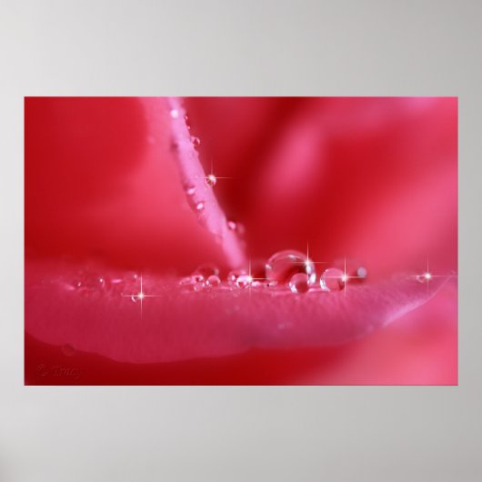 Rose Pink Cherry Poster (Vorne)