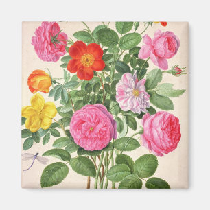 Rose, Platte 4 aus Nassau Florilegium (w/c auf Magnet