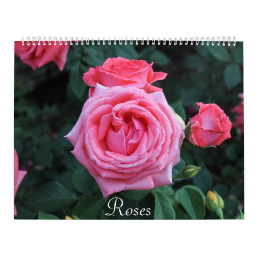 Rose Porträtkalender Kalender (Titelbild)