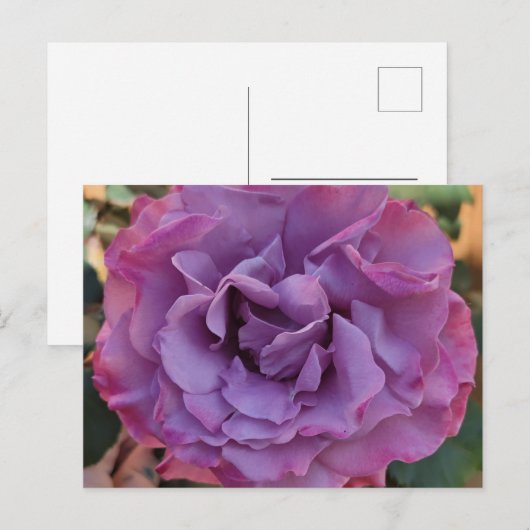 Rose PostCard Postkarte (Vorne/Hinten)