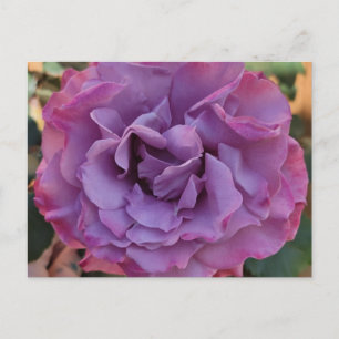 Rose PostCard Postkarte