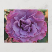 Rose PostCard Postkarte (Vorderseite)
