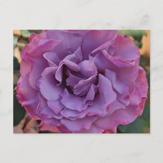 Rose PostCard Postkarte (Vorderseite)