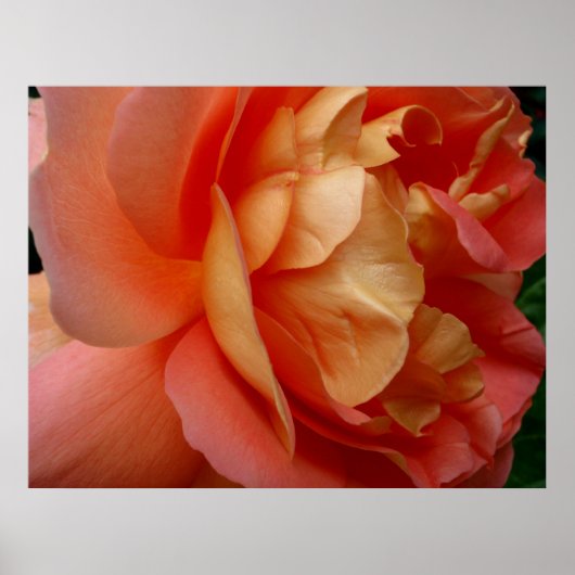 Rose Poster (Vorne)