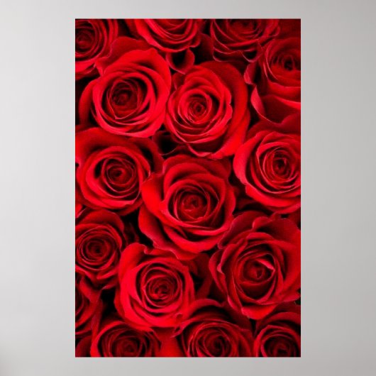 Rose Poster (Vorne)