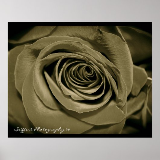 Rose Poster (Vorne)