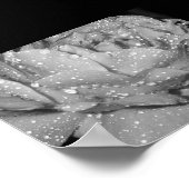 Rose Poster (Ecke)