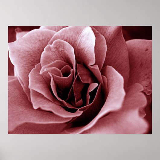 Rose Poster (Vorne)