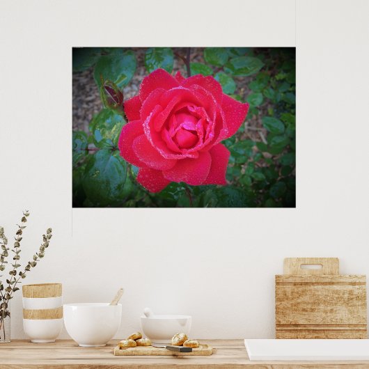 Rose, Poster (Küche)