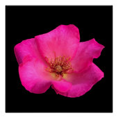 Rose Poster (Vorderseite)