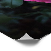 Rose, Poster (Ecke)