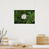 Rose Poster (Küche)