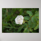 Rose Poster (Vorne)