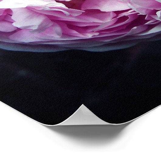Rose Poster (Ecke)