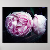 Rose Poster (Vorne)