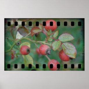 Rose Poster