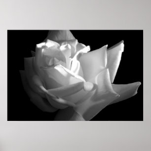 Rose Poster