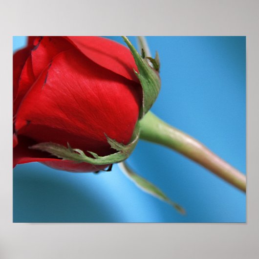 Rose Poster (Vorne)