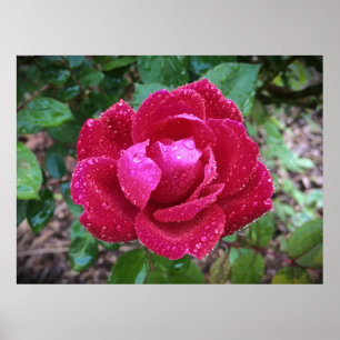 Rose, Poster