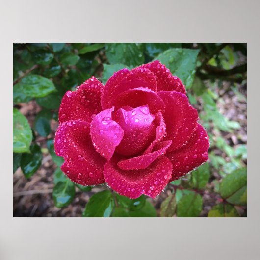 Rose, Poster (Vorne)