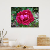 Rose, Poster (Küche)