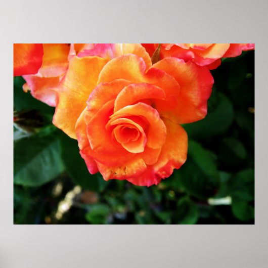 Rose Poster (Vorne)