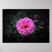 Rose, Poster (Vorne)