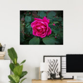Rose, Poster (Heimbüro)