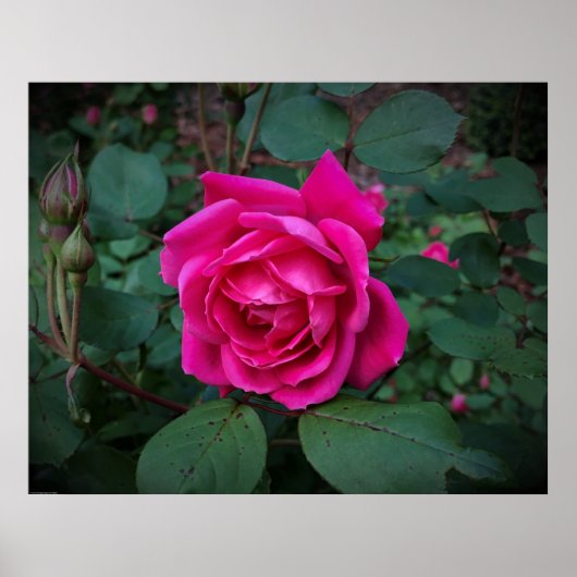 Rose, Poster (Vorne)