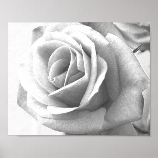 Rose Poster Print (Vorne)