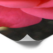 Rose Poster Print Beautiful Blume Printing (Ecke)