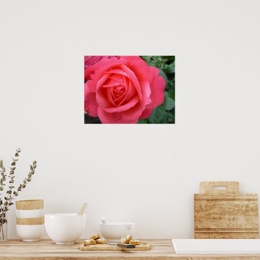 Rose Poster Print Beautiful Blume Printing (Küche)