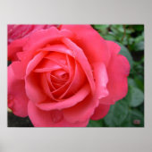 Rose Poster Print Beautiful Blume Printing (Vorne)
