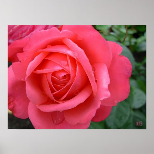 Rose Poster Print Beautiful Blume Printing (Vorne)