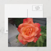 Rose Postkarte (Vorne/Hinten)