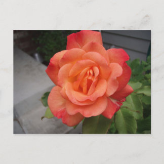 Rose Postkarte