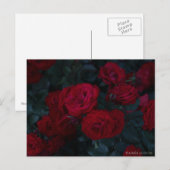 Rose Postkarte (Vorne/Hinten)
