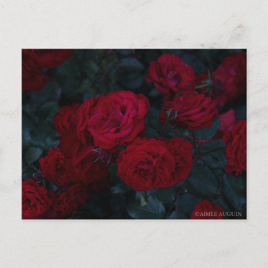 Rose Postkarte (Vorderseite)