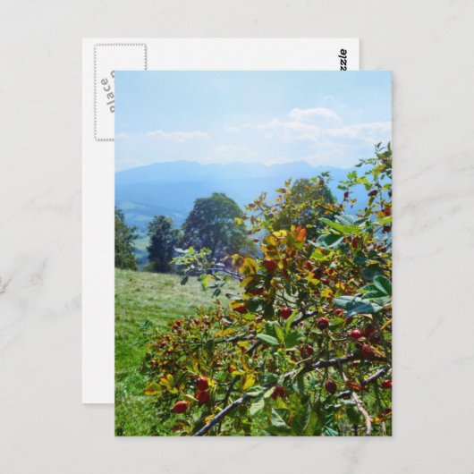 Rose Postkarte (Vorne/Hinten)