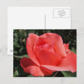 Rose Postkarte (Vorne/Hinten)