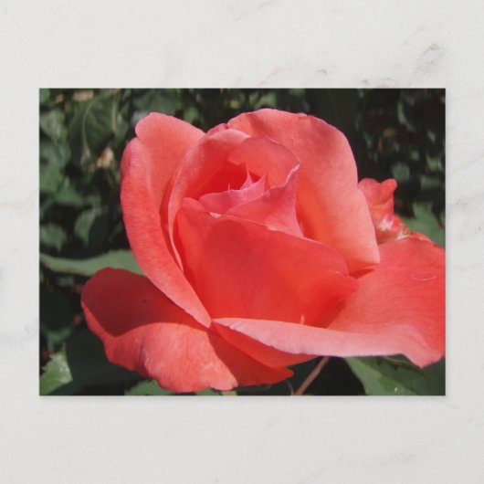 Rose Postkarte (Vorderseite)