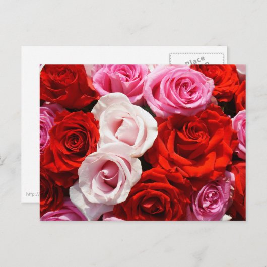 Rose Postkarte (Vorne/Hinten)