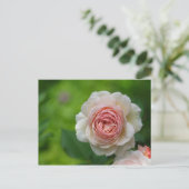 Rose Postkarte (Stehend Vorderseite)