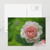 Rose Postkarte (Vorne/Hinten)