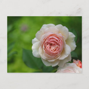 Rose Postkarte