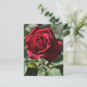 Rose Postkarte (Stehend Vorderseite)
