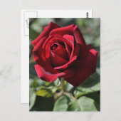 Rose Postkarte (Vorne/Hinten)