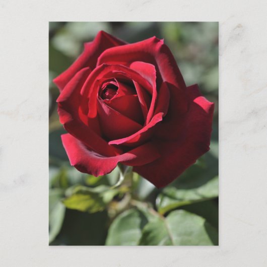 Rose Postkarte (Vorderseite)