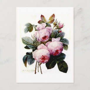 Rose Postkarte