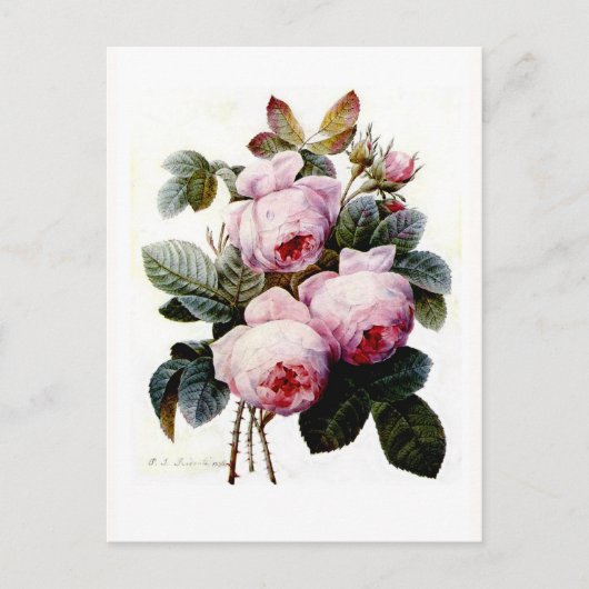 Rose Postkarte (Vorderseite)